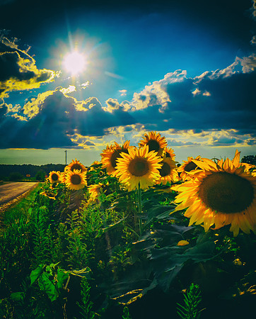 Sunflower Fantasy